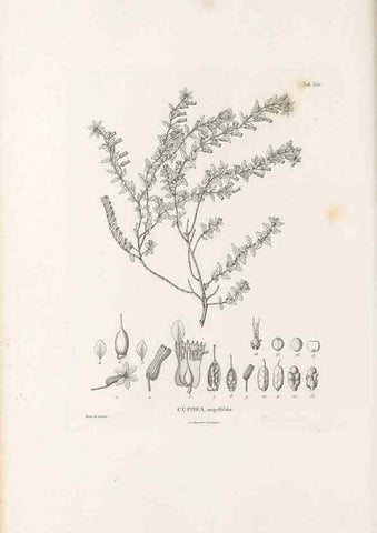 Reproducción/Reproduction 49521775776: Nova genera et species plantarum :. Antverpiae :Ex officina Christophori Plantini ...,1576.. 