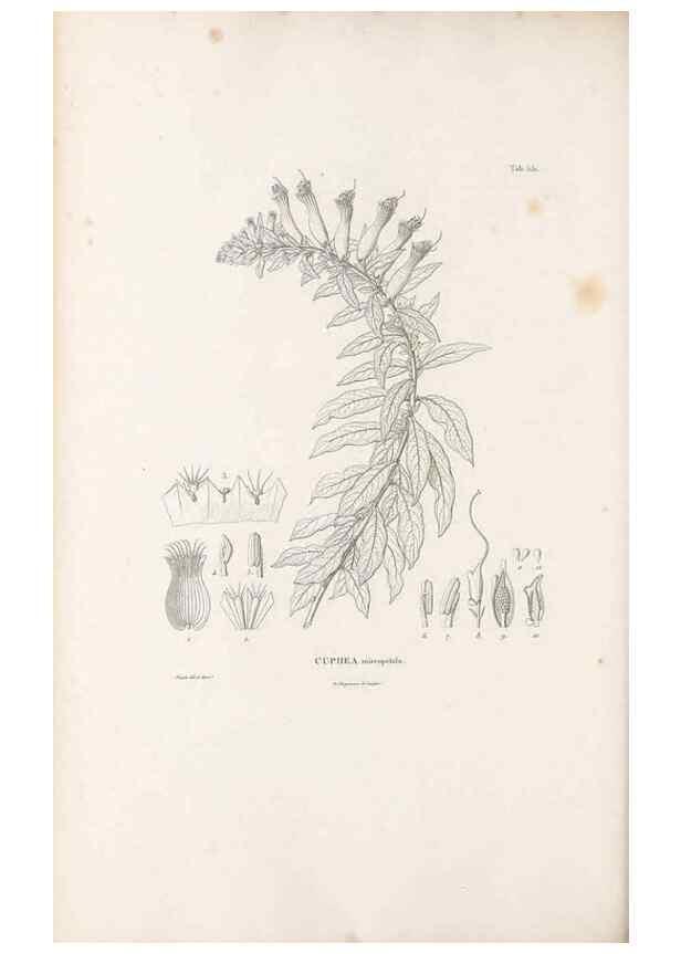 Reproducción/Reproduction 49521252798: Nova genera et species plantarum :. Antverpiae :Ex officina Christophori Plantini ...,1576.. 