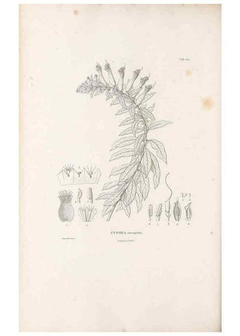 Reproducción/Reproduction 49521252798: Nova genera et species plantarum :. Antverpiae :Ex officina Christophori Plantini ...,1576.. 