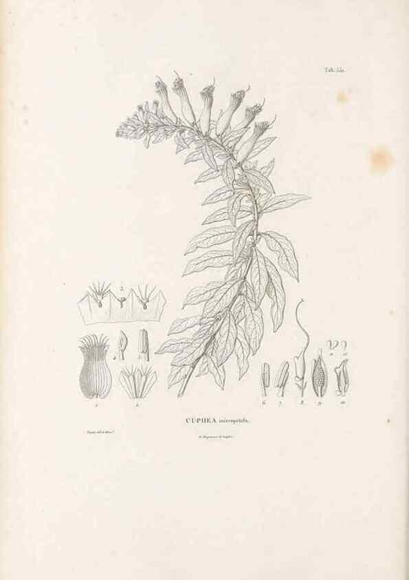 Reproducción/Reproduction 49521252798: Nova genera et species plantarum :. Antverpiae :Ex officina Christophori Plantini ...,1576.. 