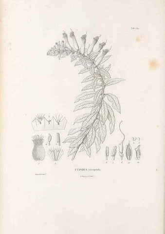 Reproducción/Reproduction 49521252798: Nova genera et species plantarum :. Antverpiae :Ex officina Christophori Plantini ...,1576.. 