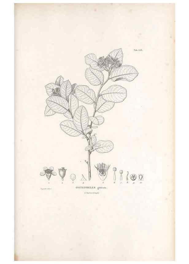 Reproducción/Reproduction 49521253133: Nova genera et species plantarum :. Antverpiae :Ex officina Christophori Plantini ...,1576.. 