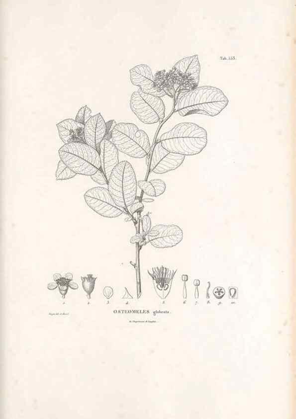 Reproducción/Reproduction 49521253133: Nova genera et species plantarum :. Antverpiae :Ex officina Christophori Plantini ...,1576.. 