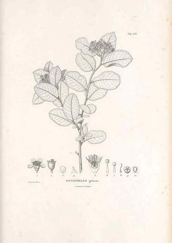Reproducción/Reproduction 49521253133: Nova genera et species plantarum :. Antverpiae :Ex officina Christophori Plantini ...,1576.. 
