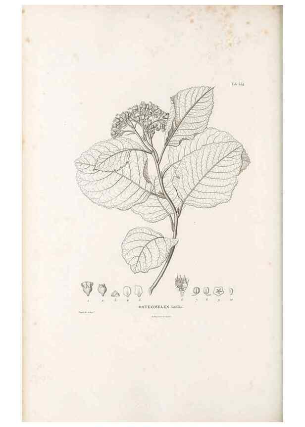 Reproducción/Reproduction 49521253453: Nova genera et species plantarum :. Antverpiae :Ex officina Christophori Plantini ...,1576.. 