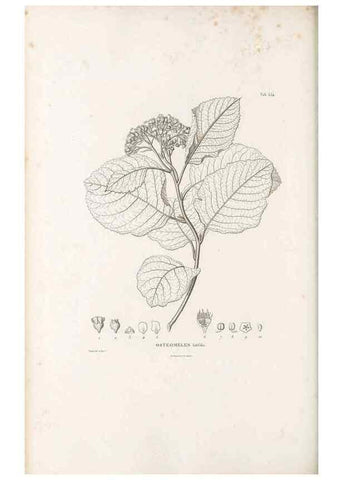 Reproducción/Reproduction 49521253453: Nova genera et species plantarum :. Antverpiae :Ex officina Christophori Plantini ...,1576.. 