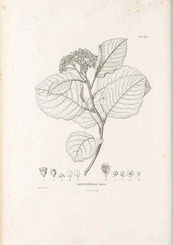 Reproducción/Reproduction 49521253453: Nova genera et species plantarum :. Antverpiae :Ex officina Christophori Plantini ...,1576.. 