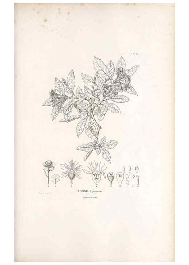 Reproducción/Reproduction 49521777531: Nova genera et species plantarum :. Antverpiae :Ex officina Christophori Plantini ...,1576.. 