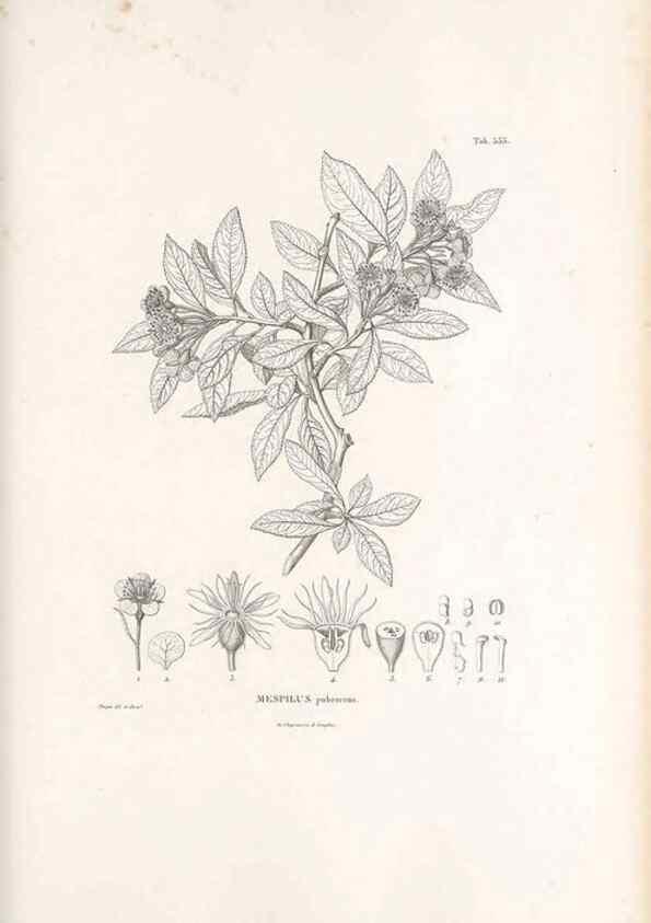 Reproducción/Reproduction 49521777531: Nova genera et species plantarum :. Antverpiae :Ex officina Christophori Plantini ...,1576.. 