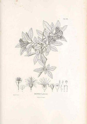 Reproducción/Reproduction 49521777531: Nova genera et species plantarum :. Antverpiae :Ex officina Christophori Plantini ...,1576.. 