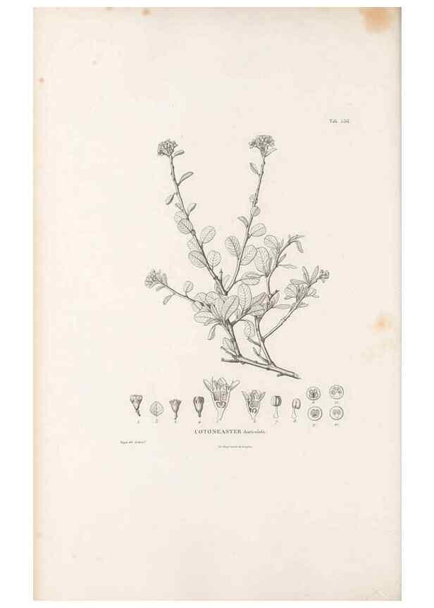 Reproducción/Reproduction 49521777896: Nova genera et species plantarum :. Antverpiae :Ex officina Christophori Plantini ...,1576.. 