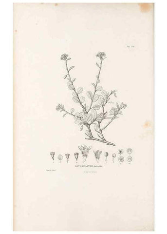 Reproducción/Reproduction 49521777896: Nova genera et species plantarum :. Antverpiae :Ex officina Christophori Plantini ...,1576.. 