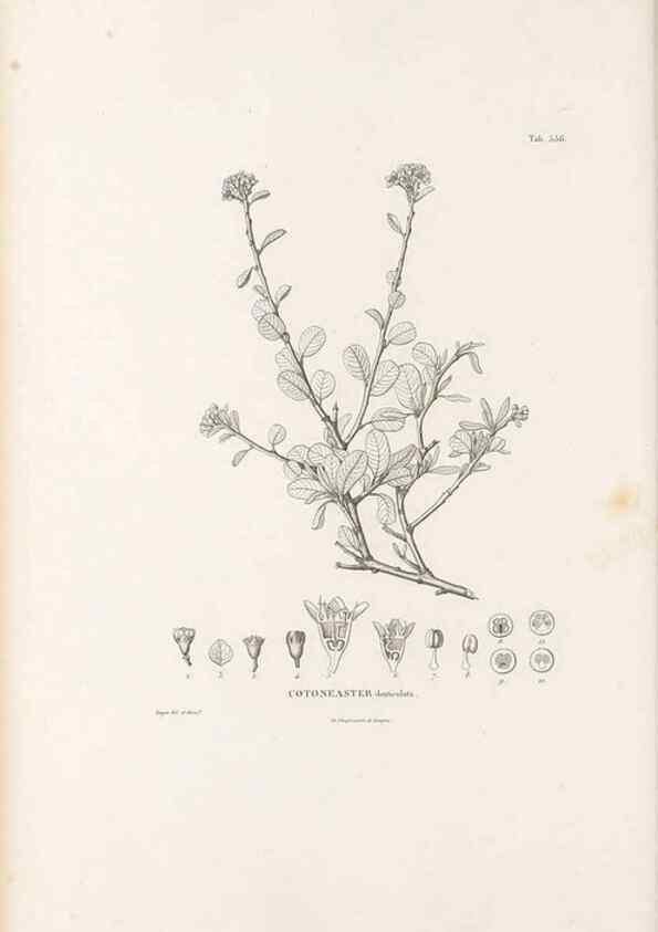 Reproducción/Reproduction 49521777896: Nova genera et species plantarum :. Antverpiae :Ex officina Christophori Plantini ...,1576.. 