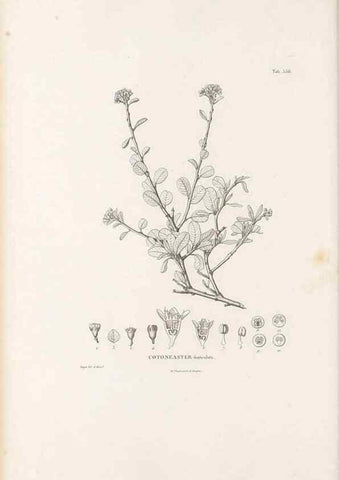 Reproducción/Reproduction 49521777896: Nova genera et species plantarum :. Antverpiae :Ex officina Christophori Plantini ...,1576.. 