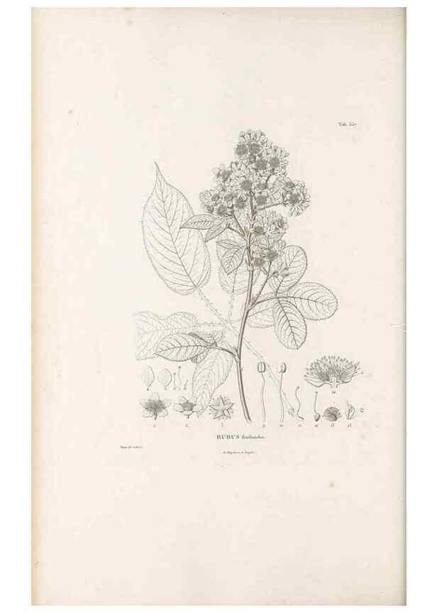 Reproducción/Reproduction 49521254563: Nova genera et species plantarum :. Antverpiae :Ex officina Christophori Plantini ...,1576.. 