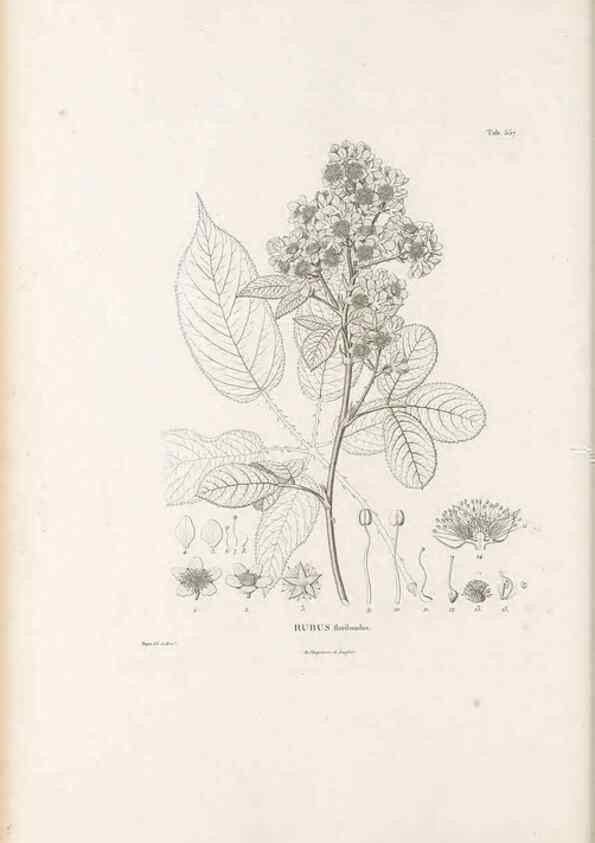 Reproducción/Reproduction 49521254563: Nova genera et species plantarum :. Antverpiae :Ex officina Christophori Plantini ...,1576.. 