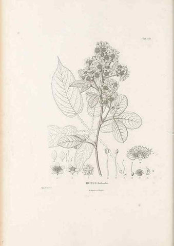 Reproducción/Reproduction 49521254563: Nova genera et species plantarum :. Antverpiae :Ex officina Christophori Plantini ...,1576.. 