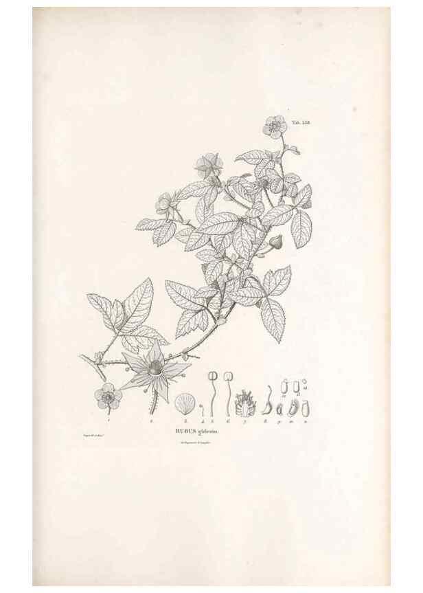 Reproducción/Reproduction 49521990917: Nova genera et species plantarum :. Antverpiae :Ex officina Christophori Plantini ...,1576.. 