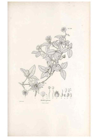Reproducción/Reproduction 49521990917: Nova genera et species plantarum :. Antverpiae :Ex officina Christophori Plantini ...,1576.. 