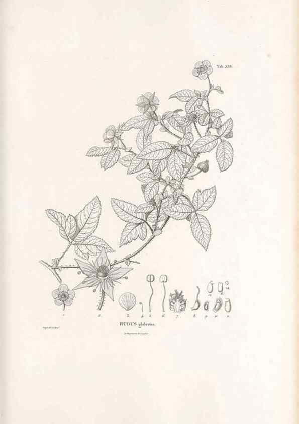 Reproducción/Reproduction 49521990917: Nova genera et species plantarum :. Antverpiae :Ex officina Christophori Plantini ...,1576.. 