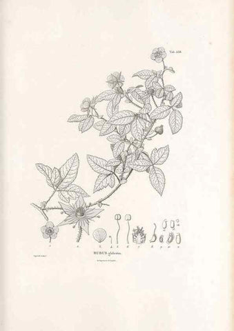 Reproducción/Reproduction 49521990917: Nova genera et species plantarum :. Antverpiae :Ex officina Christophori Plantini ...,1576.. 