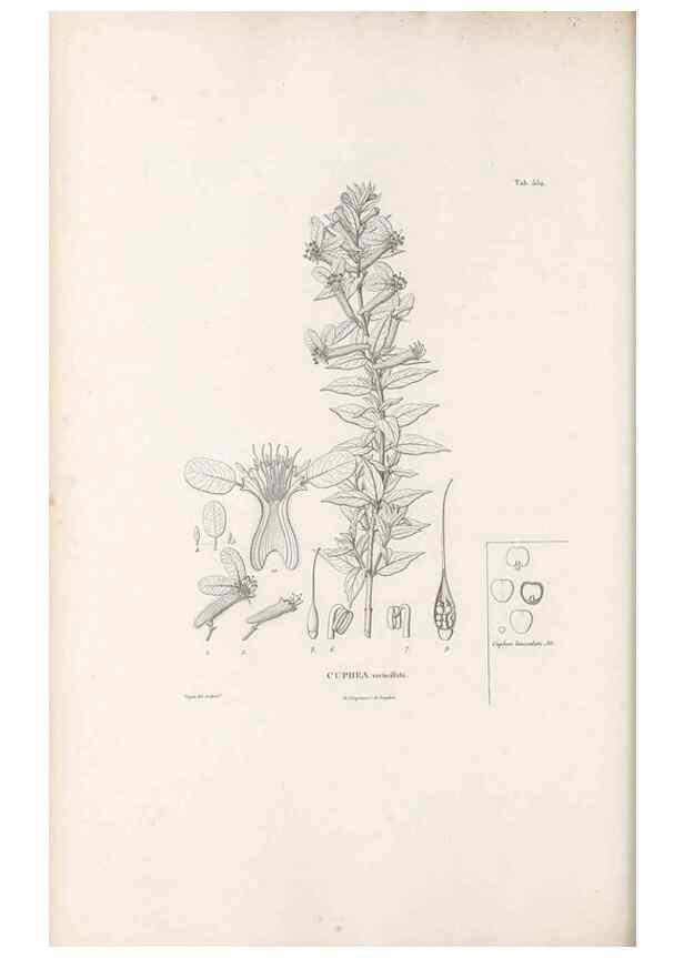 Reproducción/Reproduction 49521252523: Nova genera et species plantarum :. Antverpiae :Ex officina Christophori Plantini ...,1576.. 