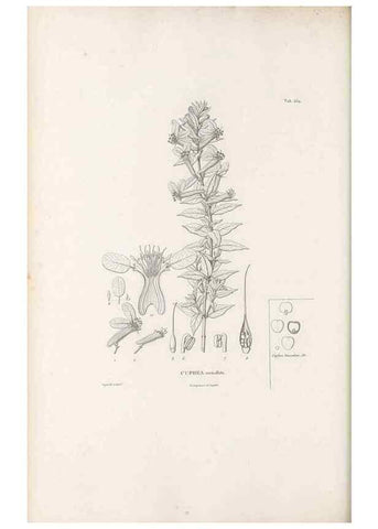 Reproducción/Reproduction 49521252523: Nova genera et species plantarum :. Antverpiae :Ex officina Christophori Plantini ...,1576.. 