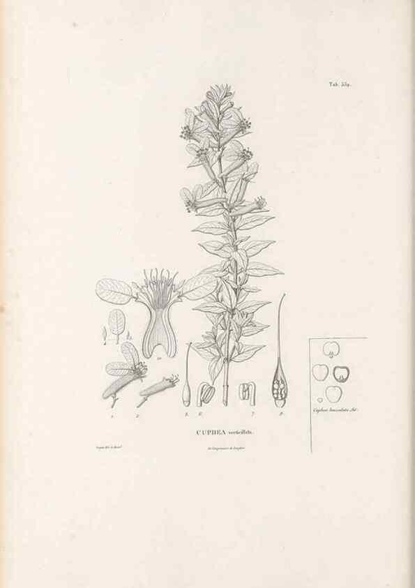 Reproducción/Reproduction 49521252523: Nova genera et species plantarum :. Antverpiae :Ex officina Christophori Plantini ...,1576.. 