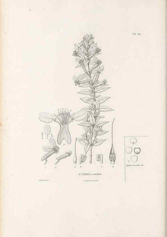 Reproducción/Reproduction 49521252523: Nova genera et species plantarum :. Antverpiae :Ex officina Christophori Plantini ...,1576.. 