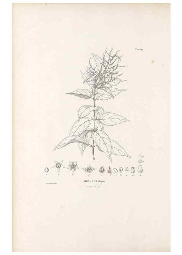 Reproducción/Reproduction 49521839961: Nova genera et species plantarum :. Antverpiae :Ex officina Christophori Plantini ...,1576.. 