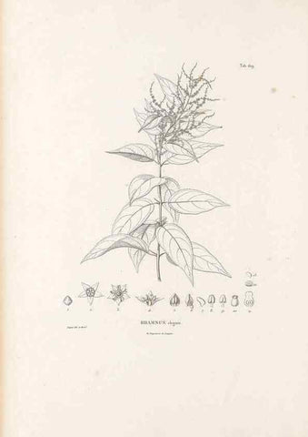 Reproducción/Reproduction 49521839961: Nova genera et species plantarum :. Antverpiae :Ex officina Christophori Plantini ...,1576.. 