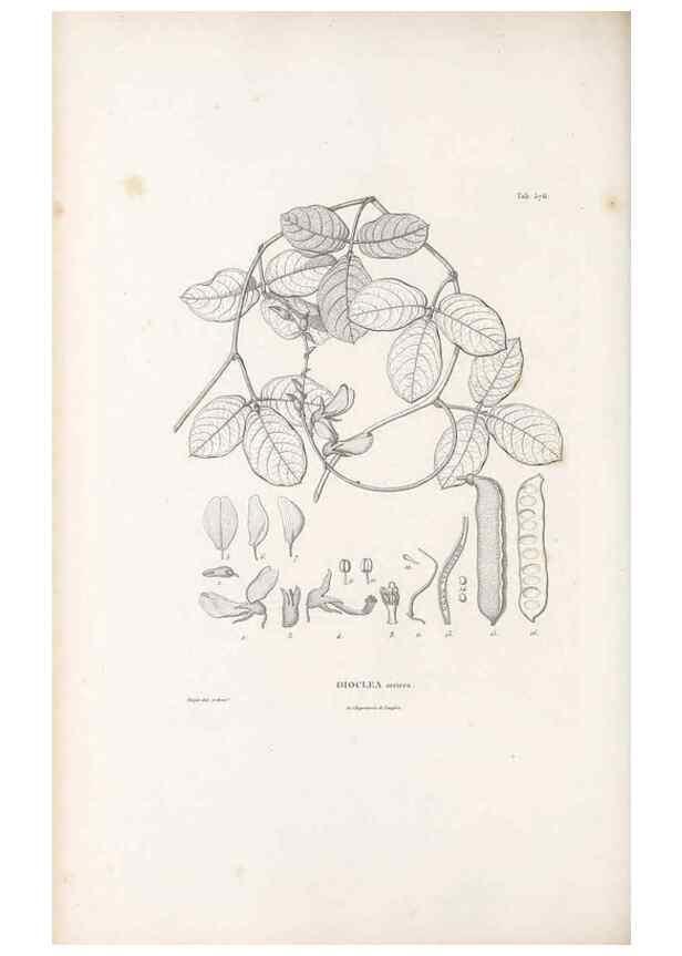 Reproducción/Reproduction 49521785656: Nova genera et species plantarum :. Antverpiae :Ex officina Christophori Plantini ...,1576.. 