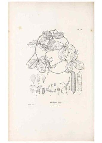 Reproducción/Reproduction 49521785656: Nova genera et species plantarum :. Antverpiae :Ex officina Christophori Plantini ...,1576.. 