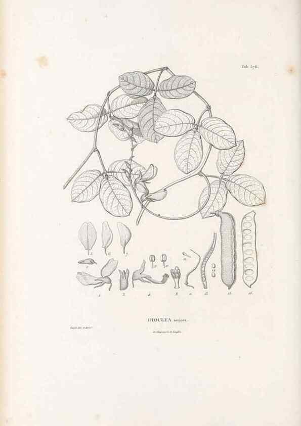 Reproducción/Reproduction 49521785656: Nova genera et species plantarum :. Antverpiae :Ex officina Christophori Plantini ...,1576.. 
