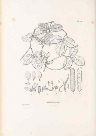 Reproducción/Reproduction 49521785656: Nova genera et species plantarum :. Antverpiae :Ex officina Christophori Plantini ...,1576.. 
