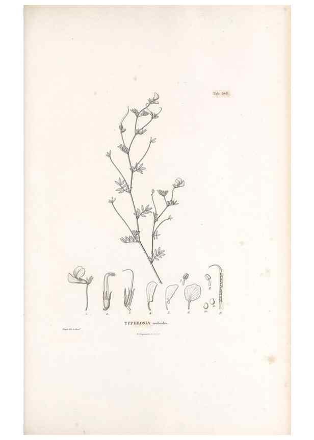 Reproducción/Reproduction 49521262818: Nova genera et species plantarum :. Antverpiae :Ex officina Christophori Plantini ...,1576.. 