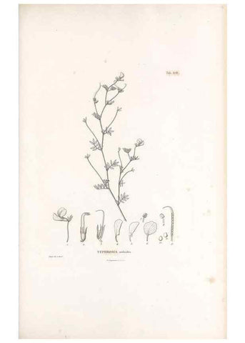 Reproducción/Reproduction 49521262818: Nova genera et species plantarum :. Antverpiae :Ex officina Christophori Plantini ...,1576.. 