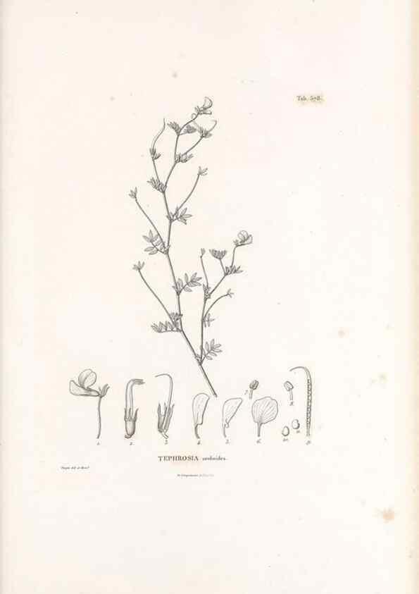 Reproducción/Reproduction 49521262818: Nova genera et species plantarum :. Antverpiae :Ex officina Christophori Plantini ...,1576.. 