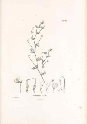 Reproducción/Reproduction 49521262818: Nova genera et species plantarum :. Antverpiae :Ex officina Christophori Plantini ...,1576.. 