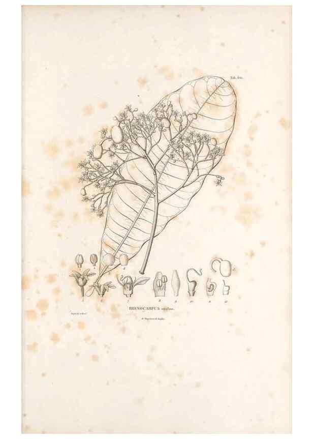 Reproducción/Reproduction 49521312523: Nova genera et species plantarum :. Antverpiae :Ex officina Christophori Plantini ...,1576.. 