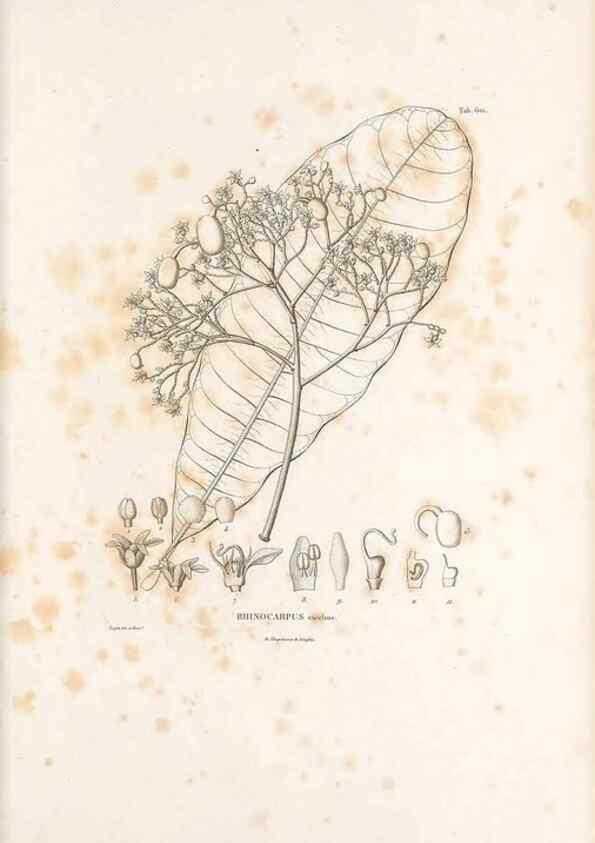 Reproducción/Reproduction 49521312523: Nova genera et species plantarum :. Antverpiae :Ex officina Christophori Plantini ...,1576.. 