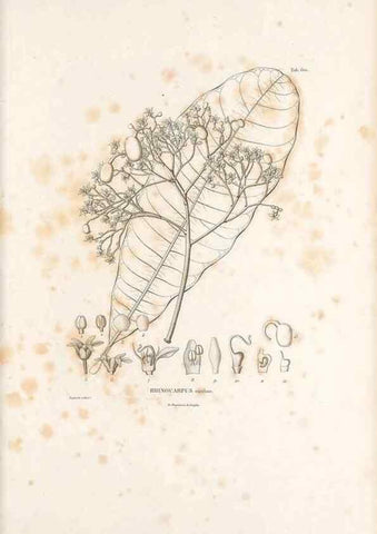 Reproducción/Reproduction 49521312523: Nova genera et species plantarum :. Antverpiae :Ex officina Christophori Plantini ...,1576.. 