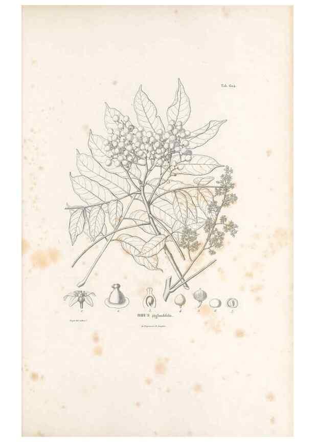 Reproducción/Reproduction 49522046767: Nova genera et species plantarum :. Antverpiae :Ex officina Christophori Plantini ...,1576.. 