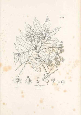 Reproducción/Reproduction 49522046767: Nova genera et species plantarum :. Antverpiae :Ex officina Christophori Plantini ...,1576.. 