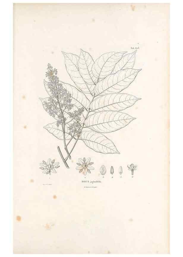 Reproducción/Reproduction 49521313523: Nova genera et species plantarum :. Antverpiae :Ex officina Christophori Plantini ...,1576.. 