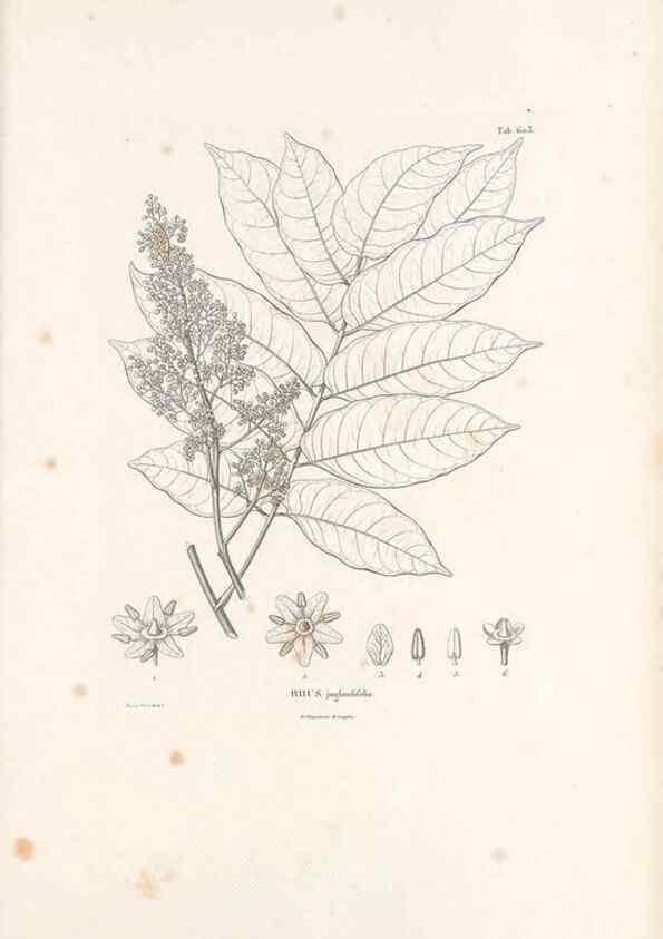 Reproducción/Reproduction 49521313523: Nova genera et species plantarum :. Antverpiae :Ex officina Christophori Plantini ...,1576.. 