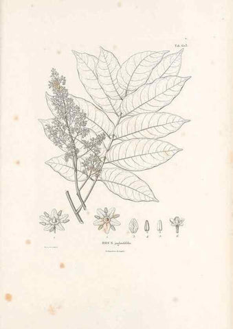 Reproducción/Reproduction 49521313523: Nova genera et species plantarum :. Antverpiae :Ex officina Christophori Plantini ...,1576.. 