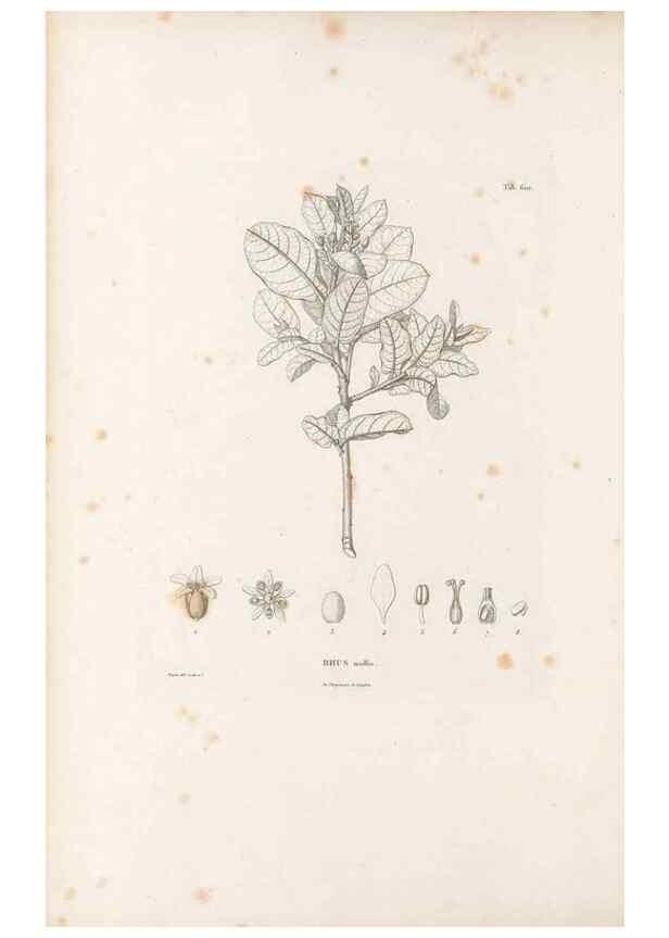 Reproducción/Reproduction 49521835586: Nova genera et species plantarum :. Antverpiae :Ex officina Christophori Plantini ...,1576.. 