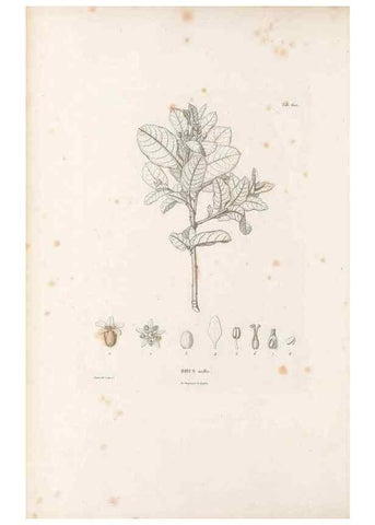 Reproducción/Reproduction 49521835586: Nova genera et species plantarum :. Antverpiae :Ex officina Christophori Plantini ...,1576.. 