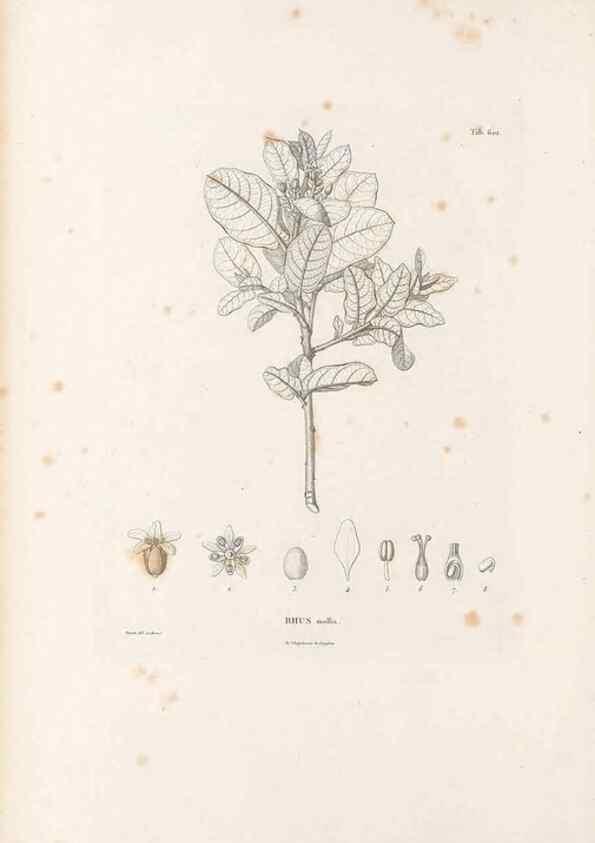 Reproducción/Reproduction 49521835586: Nova genera et species plantarum :. Antverpiae :Ex officina Christophori Plantini ...,1576.. 